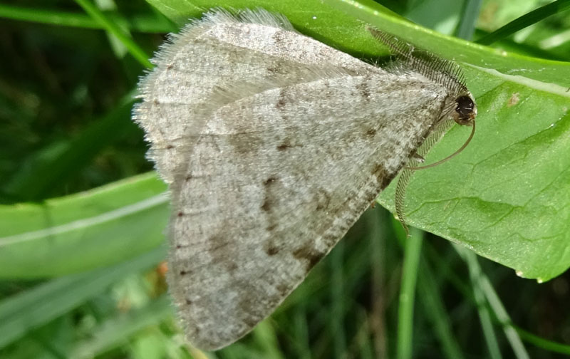 probabile: Charissa glaucinaria - Geometridae